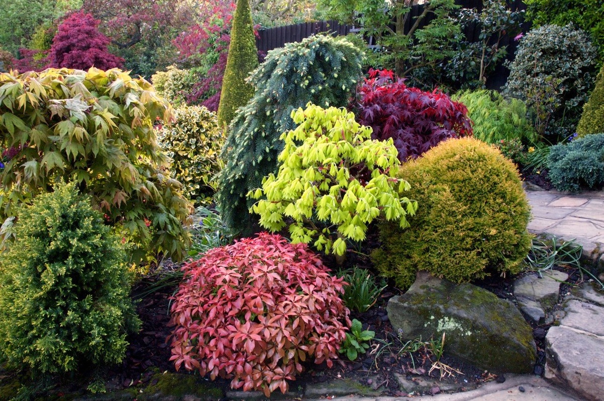 Как выбрать декоративные лиственные кустарники для сада