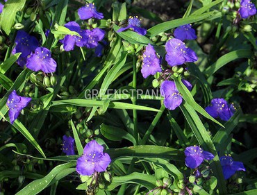 Традесканция виргинская "Tradescantia"