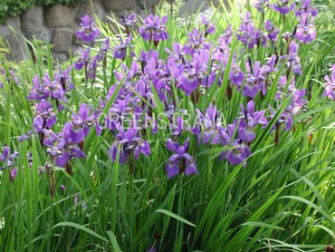 Ирис германский (Iris germanica)