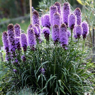 Лиатрис колосковый (Liatris spicata)