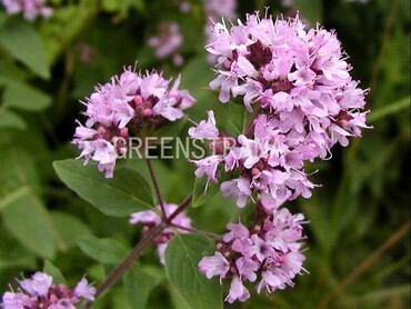 Душица обыкновенная (Origanum vulgare)