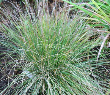 Овсяница сизая (Festuca glauca)