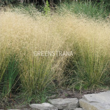 Луговик дернистый (Deschampsia cespitosa)