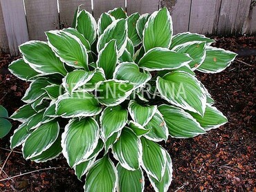 Хоста Альбомаргината (Hosta 'Albomarginata')