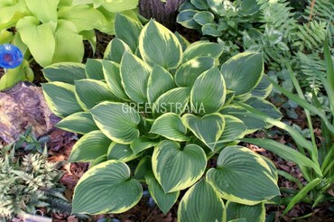 Хоста Форчуна Ауреомаргината (Hosta fortunei 'Aureomarginata')