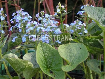 Бруннера крупнолистная (Brunnera macrophylla)