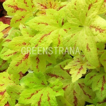 Гейхерелла Санрайз Фоллс (Heucherella 'Sunrise Falls')