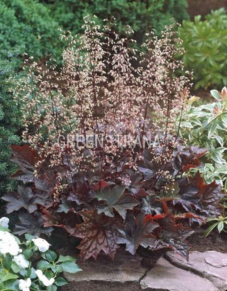 Гейхера мелкоцветковая Пэлас Пёрпл (Heuchera micrantha 'Palace Purple')