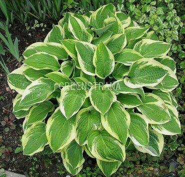 Хоста Вайд Брим (Hosta 'Wide Brim')