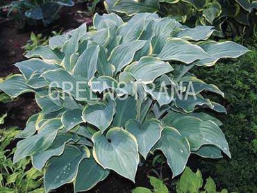 Хоста "Hosta Regal Splendor"