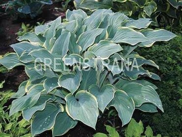 Хоста Регал Сплендор (Hosta 'Regal Splendor')