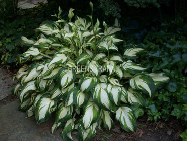 Хоста Медиовариегата (Hosta 'Mediovariegata')