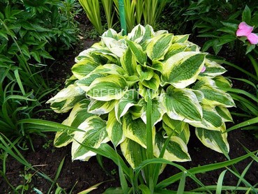 Хоста Мама Мия (Hosta 'Mama Mia')