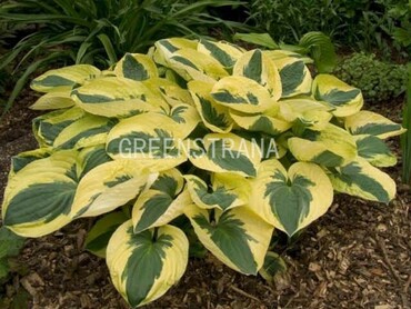 Хоста Брим Кап (Hosta 'Brim Cup')