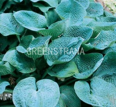 Хоста Биг Дэдди (Hosta 'Big Daddy')