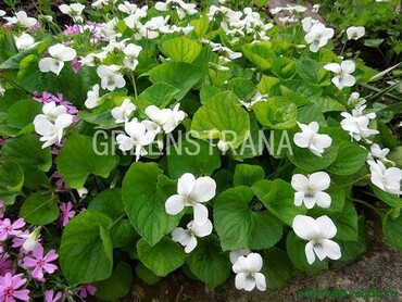 Фиалка мотыльковая (Viola sororia)