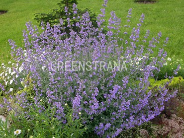 Котовник Фассена Сеньор (Nepeta × faassenii 'Senior')