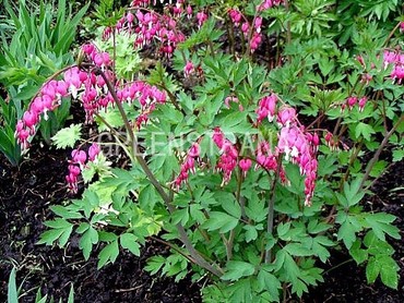 Дицентра красивая (Dicentra formosa)