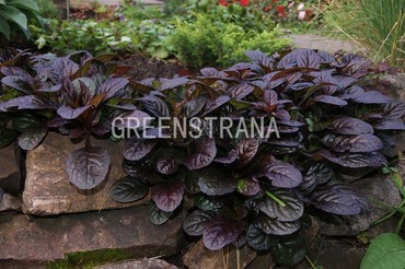 Живучка ползучая Атропурпуреа (Ajuga reptans 'Atropurpurea')