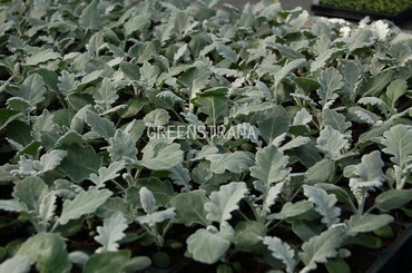 Цинерария приморская (Cineraria)