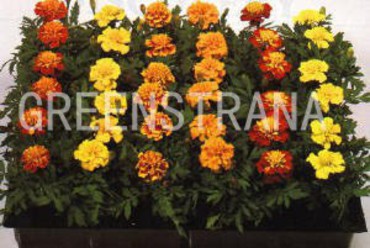 Тагетес отклоненный "Tagetes"