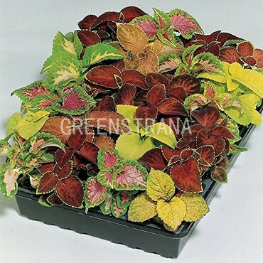 Колеус Блюма (Coleus blumei)