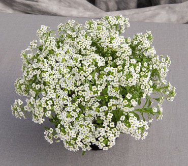 Лобулярия "Lobularia"
