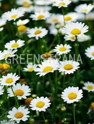 Аргирантемум (Argyranthemum)