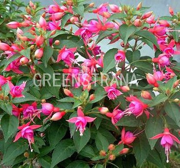 Фуксия "Fuchsia"