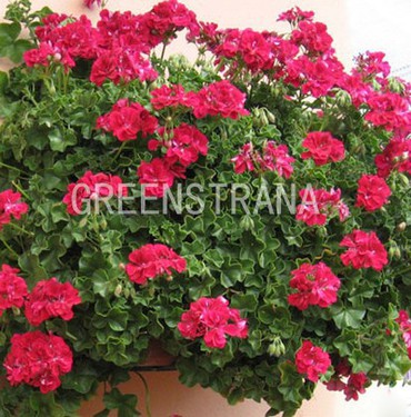 Пеларгония плющелистная "Pelargonium"