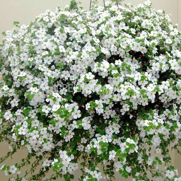 Бакопа "Sutera"
