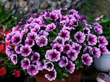 Петуния Потуния (Petunia 'Potunias')