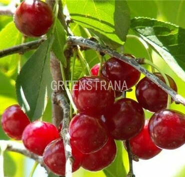 Вишня Прима (Prunus cerasus 'Prima')