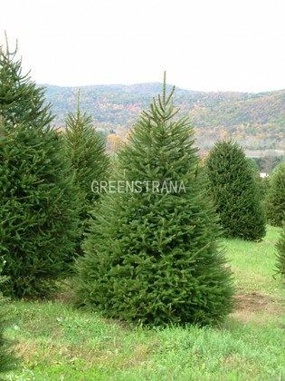 Ель обыкновенная (Picea abies) Экстра