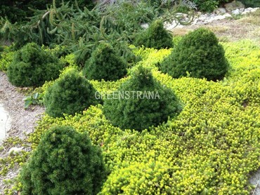 Ель обыкновенная Олендорффи (Picea abies 'Ohlendorffii')