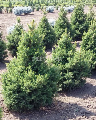 Ель обыкновенная Уиллс Цверг (Picea abies 'Will's Zwerg')