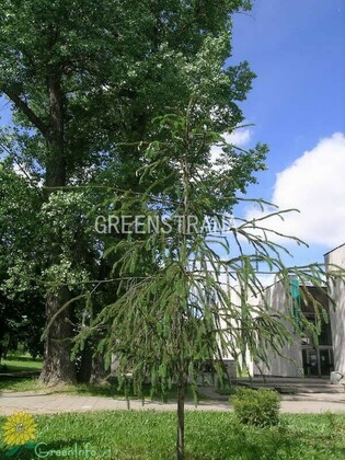 Ель обыкновенная Виргата (Picea abies 'Virgata') Змеевидная