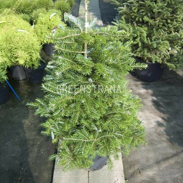 Пихта корейская Молли (Abies koreana 'Molli')