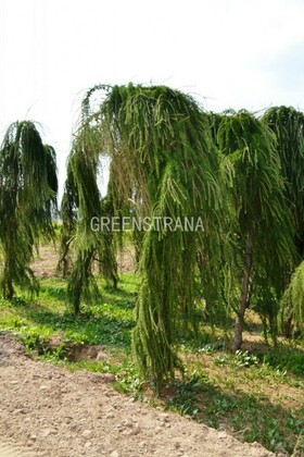 Лиственница европейская Репенс (Larix decidua 'Repens')