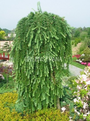 Лиственница японская Стифф Випер (Larix kaempferi 'Stiff Weeper')