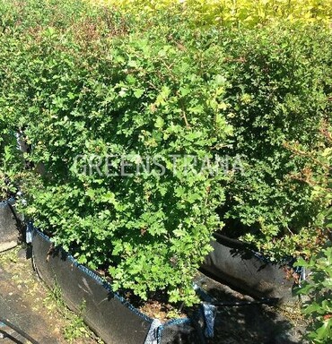 Боярышник однопестичный (Crataegus monogyna)