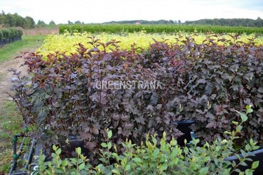 Пузыреплодник калинолистный Андреа (Physocarpus opulifolius 'Andrea')