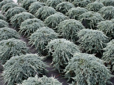 Можжевельник горизонтальный Айс Блю (Juniperus horizontalis 'Ice Blue')