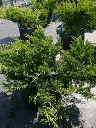 Можжевельник казацкий (Juniperus sabina)