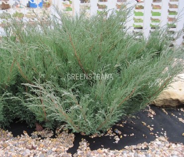 Можжевельник казацкий Блю Дануб (Juniperus sabina 'Blue Danube')