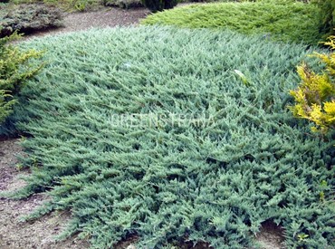 Можжевельник казацкий Глаука (Juniperus sabina 'Glauca')