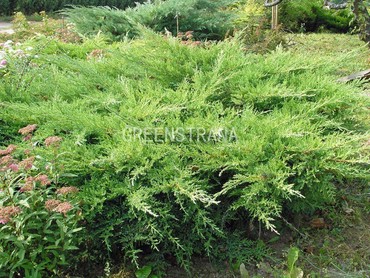 Можжевельник казацкий Рокери Джем (Juniperus sabina 'Rockery Gem')