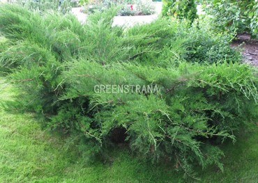 Можжевельник средний Пфитцериана Глаука (Juniperus × pfitzeriana 'Pfitzeriana Glauca')