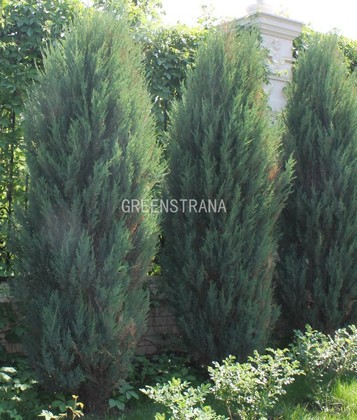 Можжевельник скальный Скайрокет (Juniperus scopulorum 'Skyrocket')
