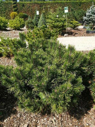 Сосна горная Карстен Винтер Голд (Pinus mugo 'Karsten Winter Gold')